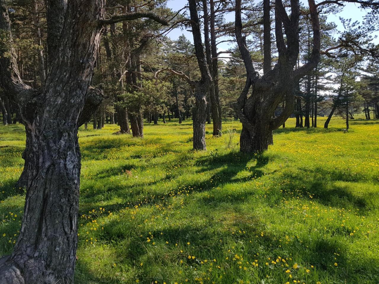 فندق Bolu Adya المظهر الخارجي الصورة